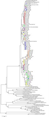 Quantification of Human Oral and Fecal Streptococcus parasanguinis by Use of Quantitative Real-Time PCR Targeting the groEL Gene